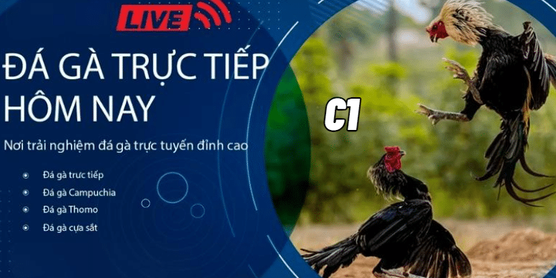 Đá gà trực tiếp c1 hôm nay